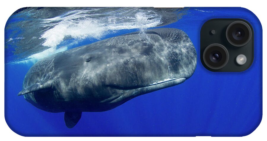 Underwater iPhone Case featuring the photograph Sperm Whale Pyseter Macrocephalus #1 by Stephen Frink