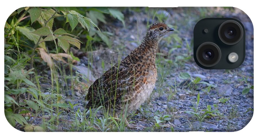 Nature iPhone Case featuring the photograph Spruce Grouse #2 by James Petersen