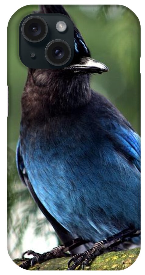 Blue Bird iPhone Case featuring the photograph Stellar Jay #2 by Nick Gustafson