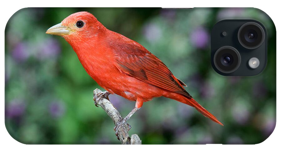 Summer Tanager iPhone Case featuring the photograph Summer Tanager #1 by Anthony Mercieca