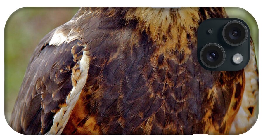Swainson's Hawk iPhone Case featuring the photograph Swainson's Hawk by Ed Riche