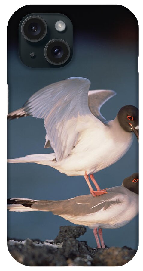 Feb0514 iPhone Case featuring the photograph Swallow-tailed Gulls Mating At Dusk #1 by Tui De Roy
