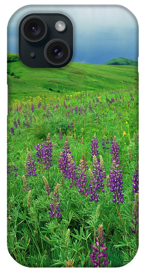 00640130 iPhone Case featuring the photograph Tallcup Lupine on the Zumwalt Prairie #2 by Michael Durham