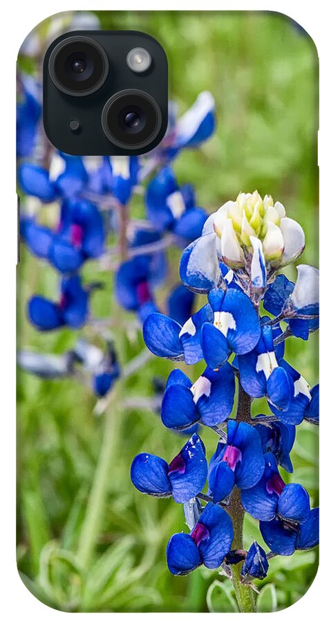 Bluebonnet iPhone Case featuring the photograph Texas Bluebonnets #1 by Victor Culpepper