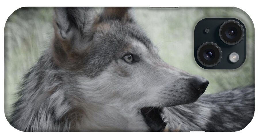 Wolf iPhone Case featuring the photograph The Wolf 4 by Ernest Echols