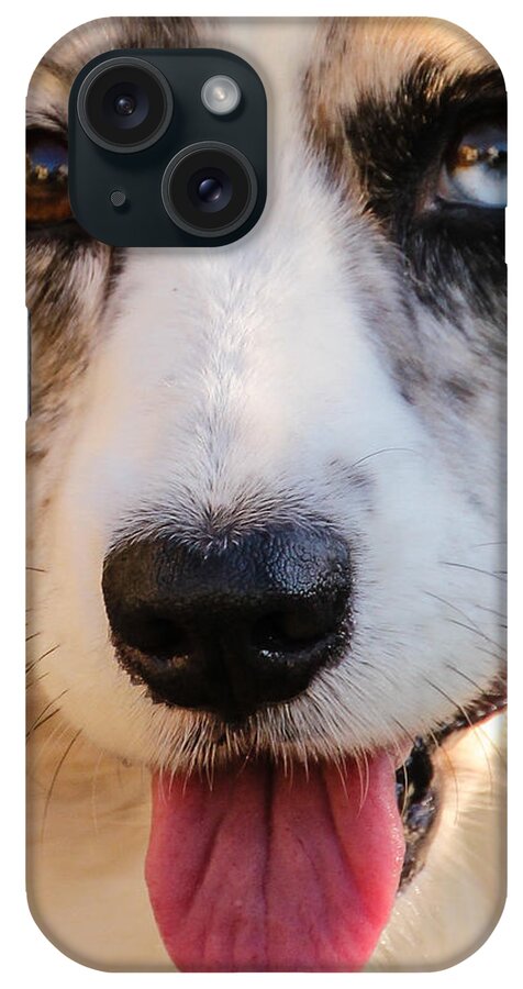 Cardigan Welsh Corgi iPhone Case featuring the photograph Those Eyes #1 by Cathy Donohoue