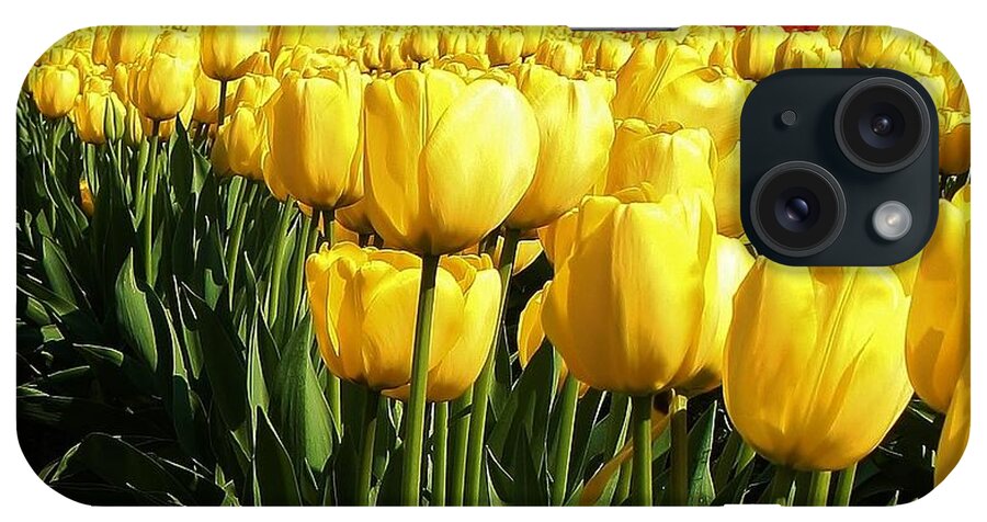 Flora iPhone Case featuring the photograph Tip Toe through the Tulips #2 by Bruce Bley