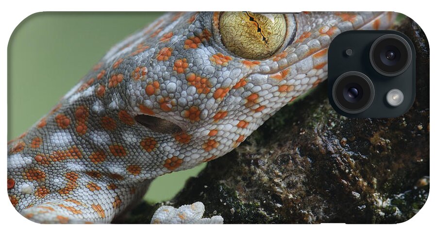 Feb0514 iPhone Case featuring the photograph Tokay Gecko Juvenile Thailand #1 by Ch'ien Lee