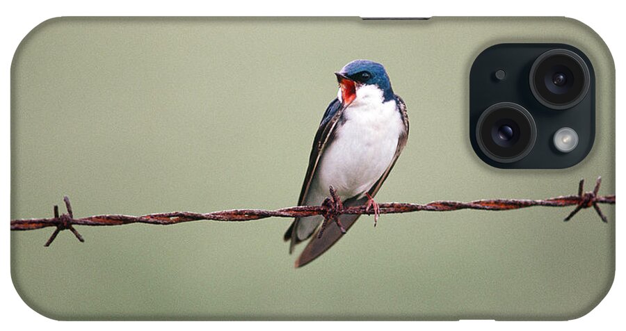 Song Birds iPhone Case featuring the photograph Tree Swallow #1 by James L. Amos
