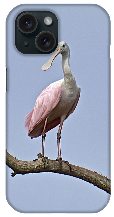 Spoonbill iPhone Case featuring the photograph Up A Tree by Carol Bradley