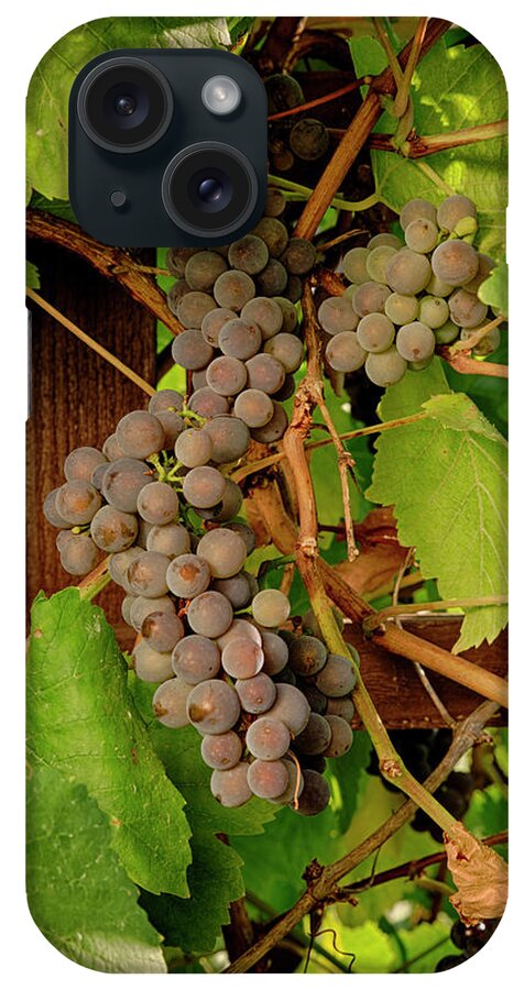 Agriculture iPhone Case featuring the photograph USA, Oregon, Keizer, Pinot Gris Grapes #1 by Rick A Brown