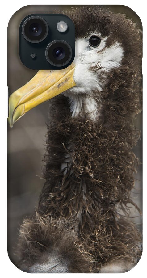 Pete Oxford iPhone Case featuring the photograph Waved Albatross Molting Juvenile #1 by Pete Oxford