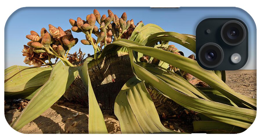 Africa iPhone Case featuring the photograph Welwitschia Mirabilis In The Namib #1 by Francesco Tomasinelli