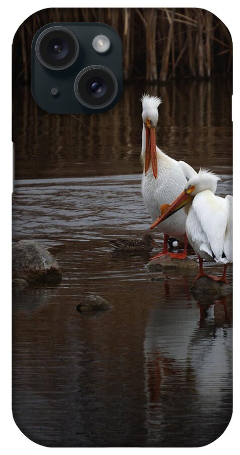 American White Pelican iPhone Case featuring the photograph White Pelicans #1 by Ernest Echols