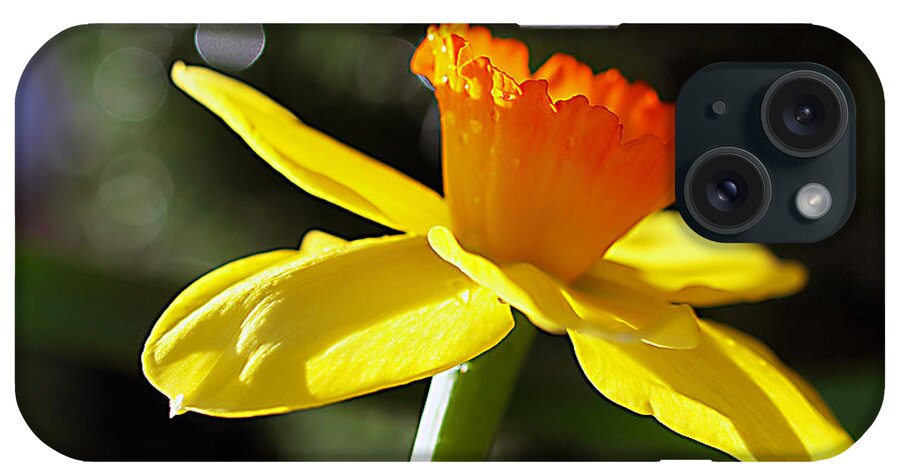 Daffodil iPhone Case featuring the photograph Wide Open by Joe Schofield