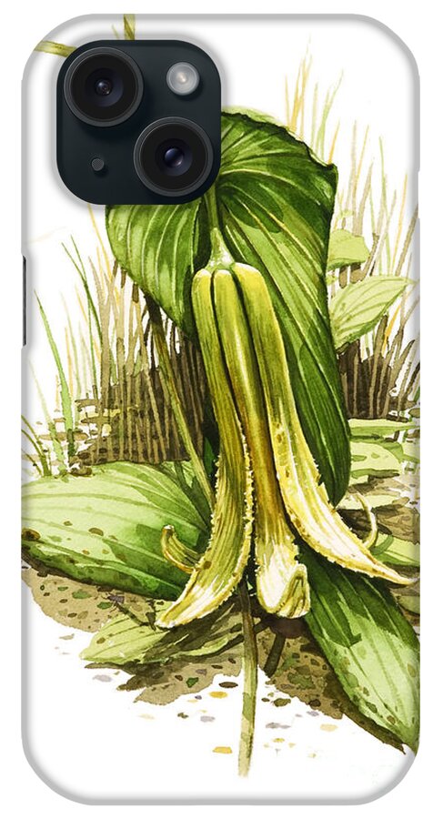 Wild Flower iPhone Case featuring the painting Wild Oats #2 by Bob George