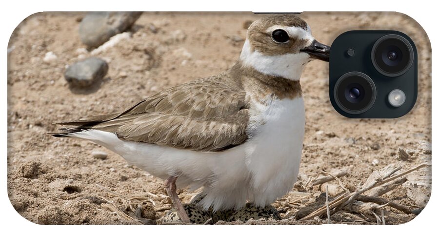 Wilson's Plover iPhone Case featuring the photograph Wilsons Plover At Nest #1 by Anthony Mercieca