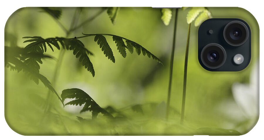 Beautiful iPhone Case featuring the photograph Young fern leaves #1 by Ulrich Kunst And Bettina Scheidulin