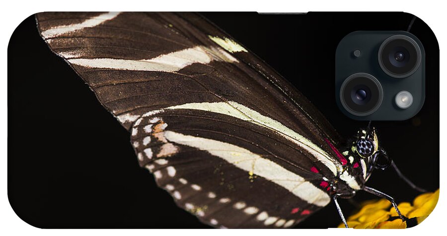 Zebra iPhone Case featuring the photograph Zebra Longwing #1 by JT Lewis