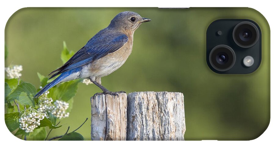 Fauna iPhone Case featuring the photograph Female Eastern Bluebird #12 by Linda Freshwaters Arndt
