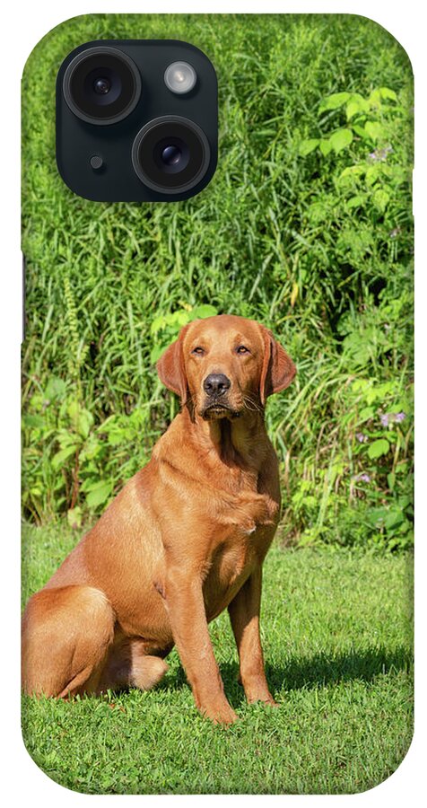 Adult Dog iPhone Case featuring the photograph Fox Red Labrador Retriever #10 by Linda Arndt
