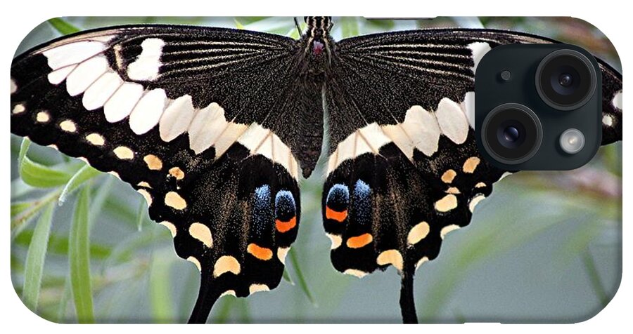 Butterfly iPhone Case featuring the photograph Butterfly #11 by Diane Lesser