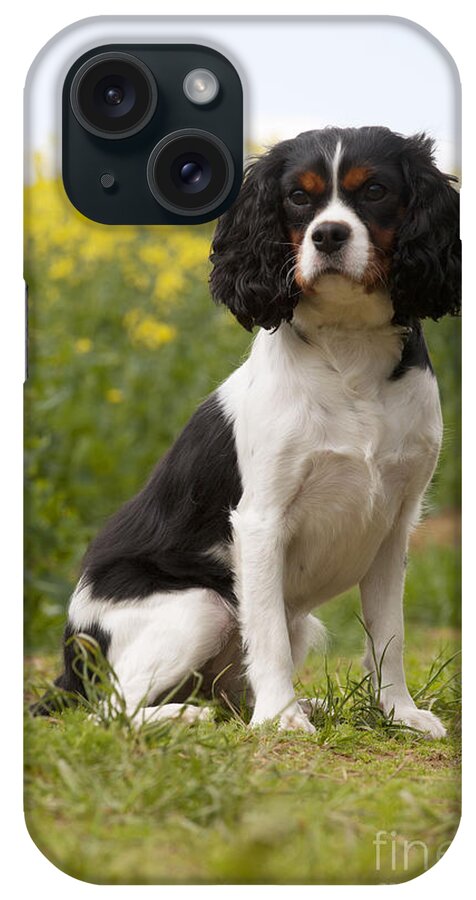 Dog iPhone Case featuring the photograph Cavalier King Charles Spaniel #11 by John Daniels