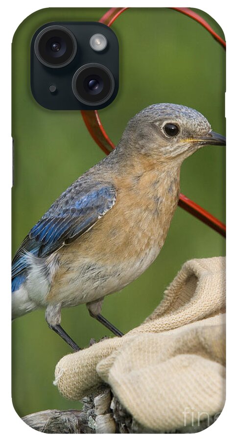 Fauna iPhone Case featuring the photograph Female Eastern Bluebird #11 by Linda Freshwaters Arndt