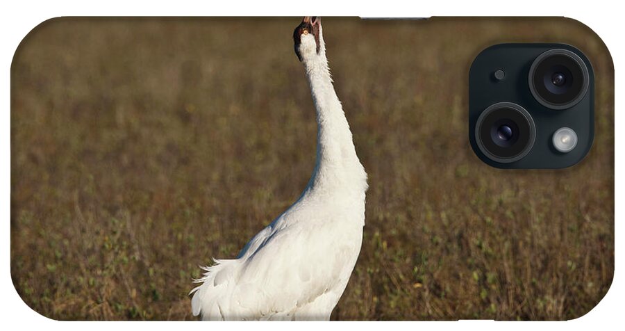Alarm iPhone Case featuring the photograph Whooping Crane (grus Americana #11 by Larry Ditto