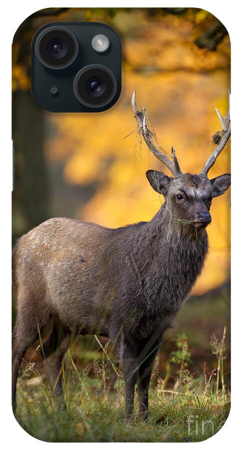 Sika Deer iPhone Case featuring the photograph 110307p073 by Arterra Picture Library