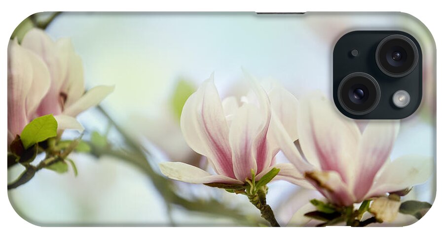 Magnolia iPhone Case featuring the photograph Magnolia Flowers #12 by Nailia Schwarz