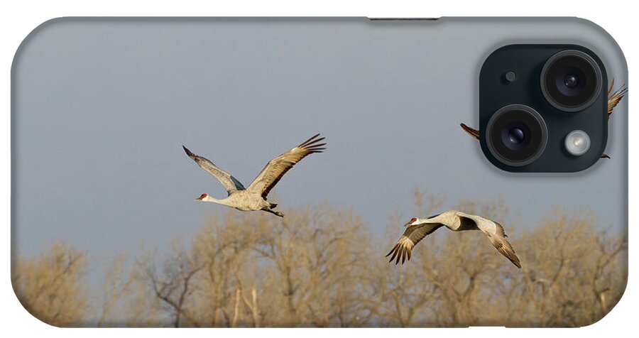 Avian iPhone Case featuring the photograph Sandhill Cranes (grus Canadensis #12 by William Sutton