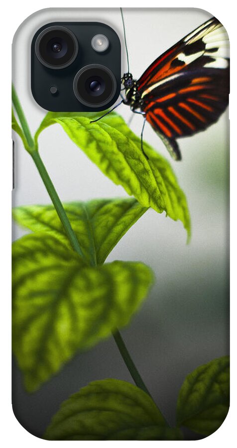 Butterfly iPhone Case featuring the photograph Butterfly #21 by Bradley R Youngberg