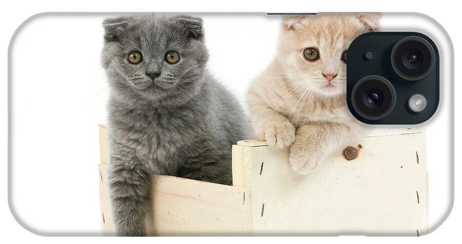 Animal iPhone Case featuring the photograph Scottish Fold Bleu #13 by Gerard Lacz