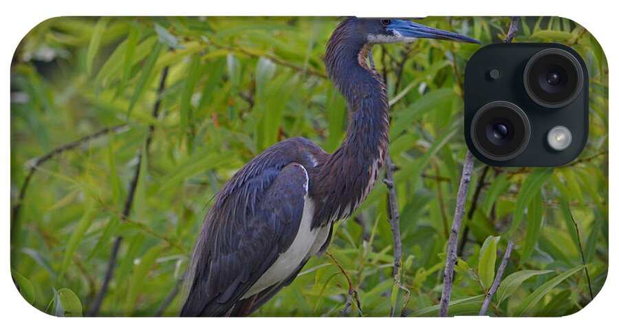 Tri-colored Heron iPhone Case featuring the photograph 13- Tri-Colored Heron by Joseph Keane