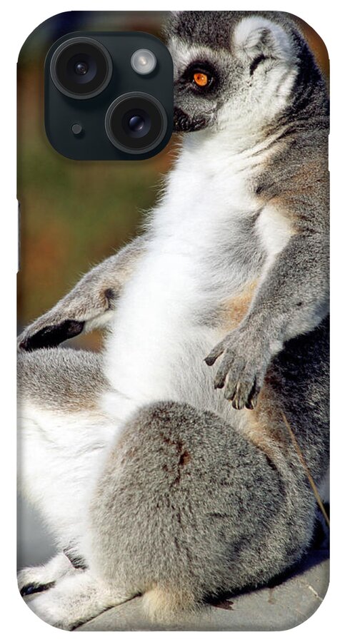Animal iPhone Case featuring the photograph Ring-tailed Lemur Lemur Catta #14 by Millard H. Sharp