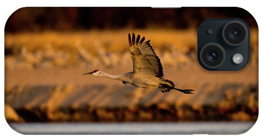 Selective Focus iPhone Case featuring the photograph Sandhill Migration #14 by Jeffrey Phelps