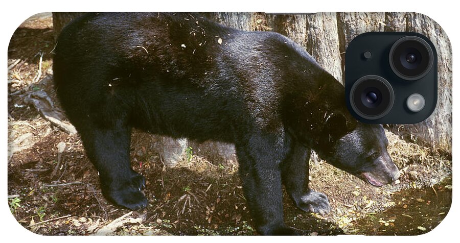 Florida Black Bear iPhone Case featuring the photograph Florida Black Bear #15 by Millard H. Sharp