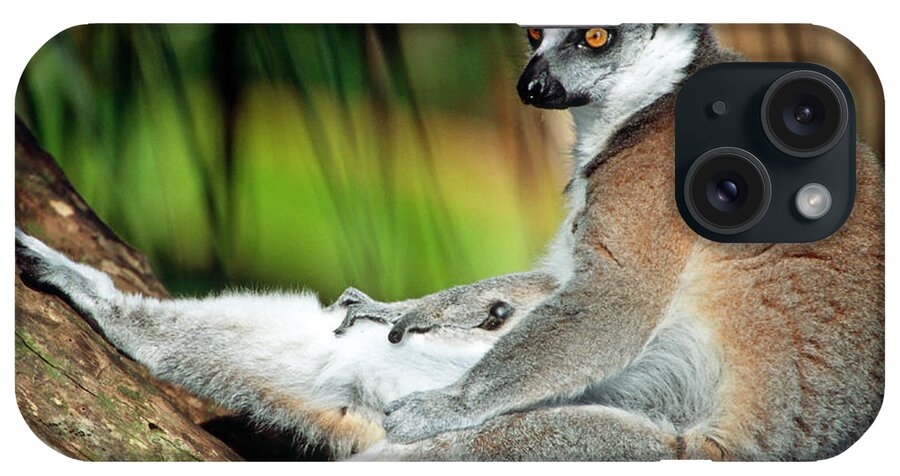 Animal iPhone Case featuring the photograph Ring-tailed Lemur Lemur Catta #16 by Millard H. Sharp