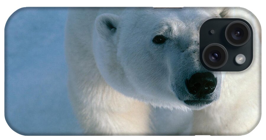 Animal iPhone Case featuring the photograph Polar Bear #18 by Dan Guravich