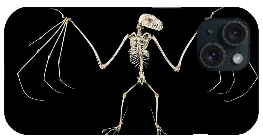 Fruit Bat iPhone Case featuring the photograph 19th Century Fruit Bat Skeleton by Patrick Landmann/science Photo Library