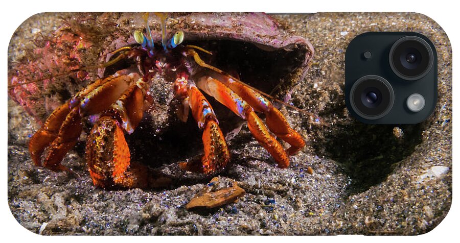 Acadian Hermit Crab iPhone Case featuring the photograph Acadian Hermit Crabs Crawling #2 by Jennifor Idol