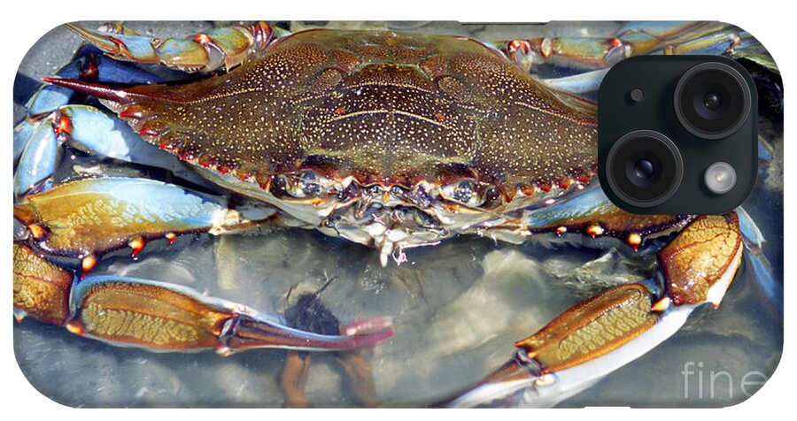 Nature iPhone Case featuring the photograph Adult Male Blue Crab #2 by Millard H. Sharp