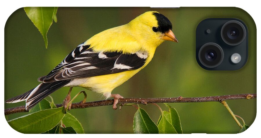 Carduelis Tristis iPhone Case featuring the photograph American Goldfinch Male #2 by Linda Freshwaters Arndt
