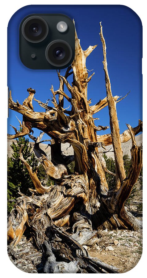 Photography iPhone Case featuring the photograph Ancient Bristlecone Pine Forest #2 by Panoramic Images