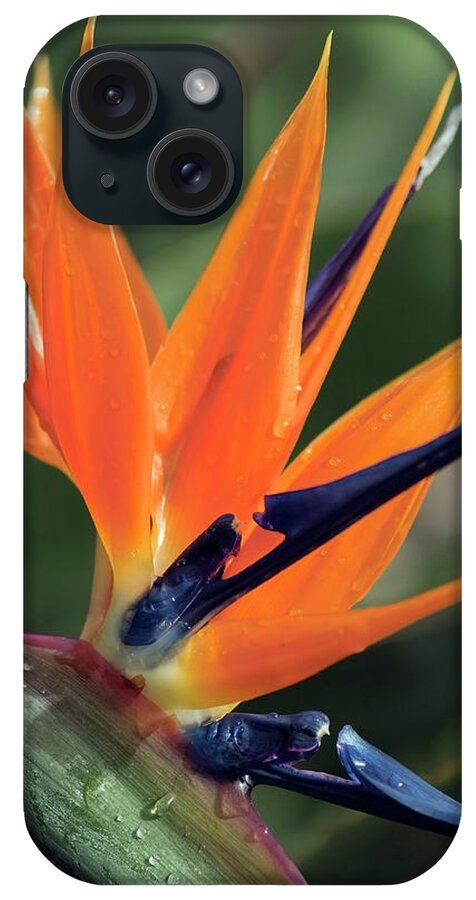 Bird Of Paradise Flower iPhone Case featuring the photograph Bird Of Paradise (strelitzia Reginae) #2 by Maria Mosolova