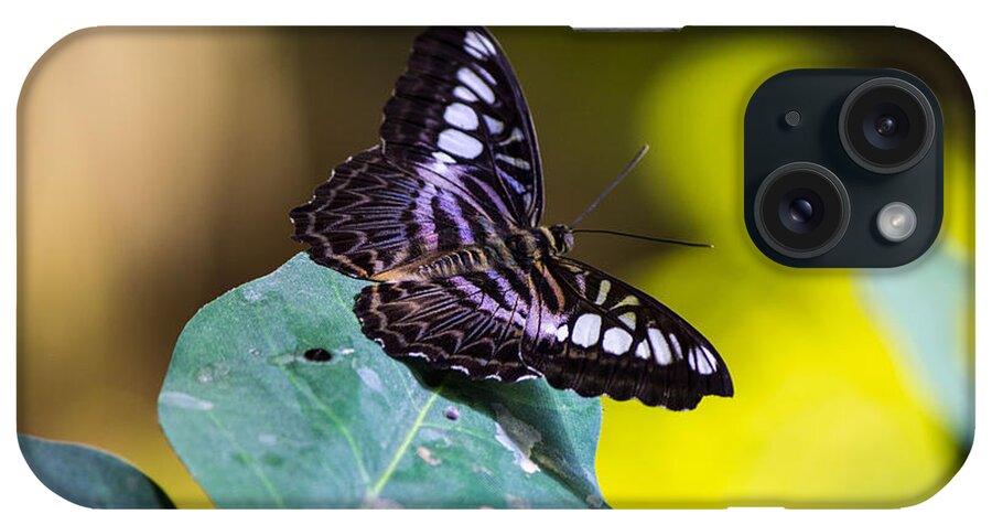 Black Butterfly iPhone Case featuring the photograph Black butterfly #2 by Susan Jensen