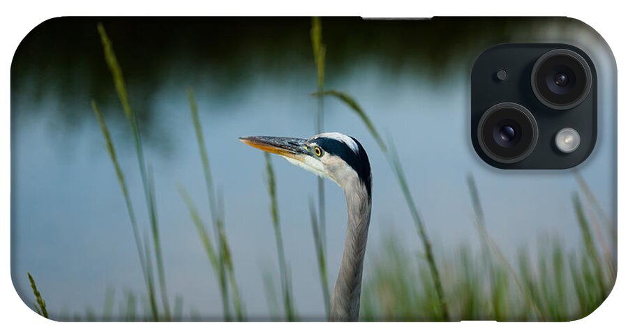Blue Heron iPhone Case featuring the photograph Blue Heron #2 by Raul Rodriguez