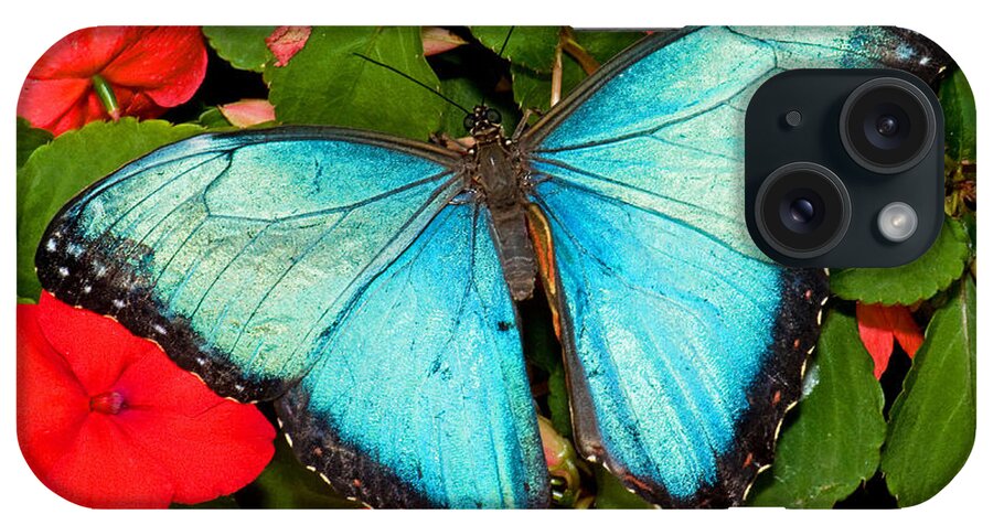 Nature iPhone Case featuring the photograph Blue Morpho Butterfly #2 by Millard H. Sharp