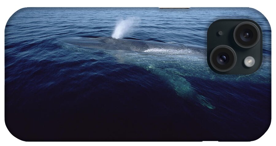 Feb0514 iPhone Case featuring the photograph Blue Whale Spouting Sea Of Cortez Mexico #2 by Flip Nicklin